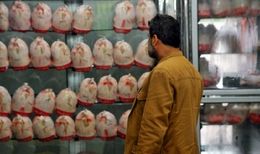 خبر مهم استانداری تهران درباره کنترل بازار مرغ/ ترمز افزایش قیمت مرغ کشیده شد؟
