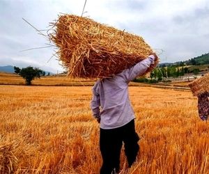 خبر خوش برای کشاورزان / واریز مطالبات گندمکاران سرعت گرفت
