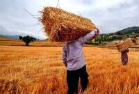 خبر خوش برای کشاورزان / واریز مطالبات گندمکاران سرعت گرفت
