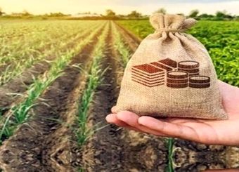 تعیین ۶۳۵ هزار تومان حق بیمه گندم‌زار از هر کیلوگرم گندم