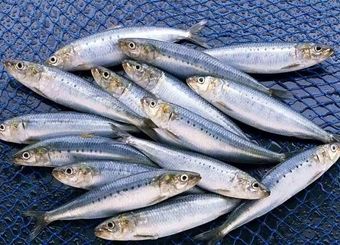 خام‌فروشی و جای خالی سودآوری ساردین‌ماهیان