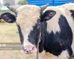 امروز جمعه ۳۱ مرداد هر کیلو گرم دام زنده بین ۲۴۰ تا ۲۸۰ هزار تومان است