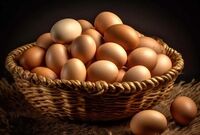 قیمت مصوب تخم‌مرغ درب مرغداری هر کیلو گرم چند؟
