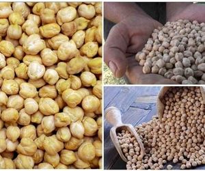 طلای دیم‌زارهای کرمانشاه در جیب دلالان برشته می‌شود
