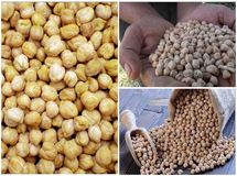 طلای دیمزارهای کرمانشاه در جیب دلالان برشته میشود