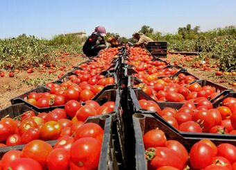 گوجه فرنگی ایران به کجا صادر می‌شود؟

