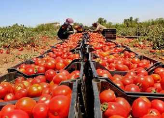 گوجه فرنگی ایران به کجا صادر می‌شود؟

