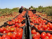 گوجه فرنگی ایران به کجا صادر می‌شود؟

