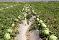 داستان هندوانه و جریمه صادرات
