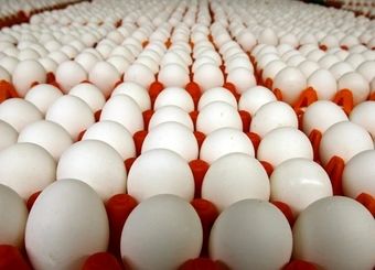 انفجار قیمت نهاده‌های دامی / جهش ۴ برابری در یک سال رقم خورد
