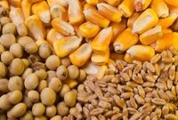 طلب واردکنندگان برای ترخیص نهاده‌ها پرداخت شود
